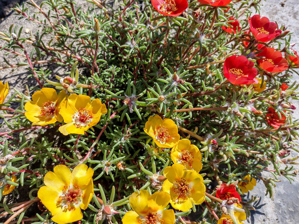 yellow and red Shrubby purslane flowers. Portulaca suffrutescens - Foto, Imagen