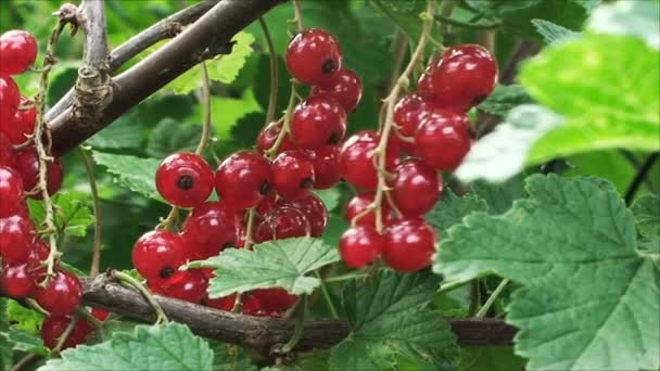 A branch of the red currant swaying in the wind - Footage, Video