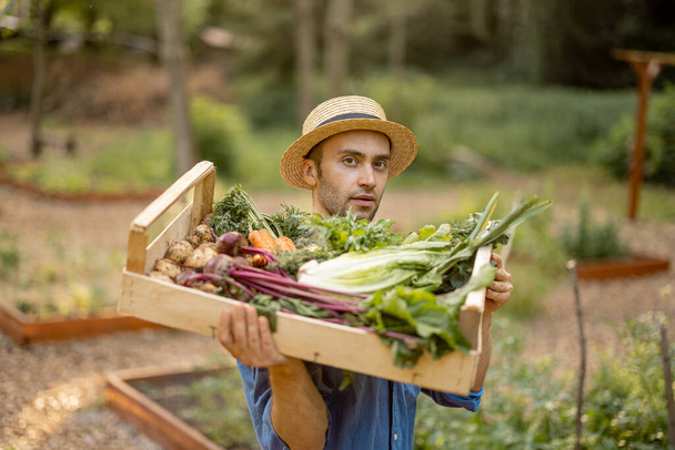 Portrait of handsome farmer in straw hat carrying on shoulder box full of freshly picked vegetables at farmland. Concept of organic local grown food - 写真・画像