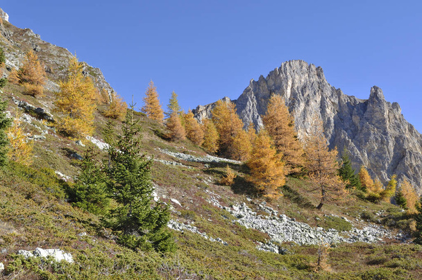  yellow  larche  trees in a beautiful rocky alpine mountain under blue sky in autumn season  - Foto, Imagen