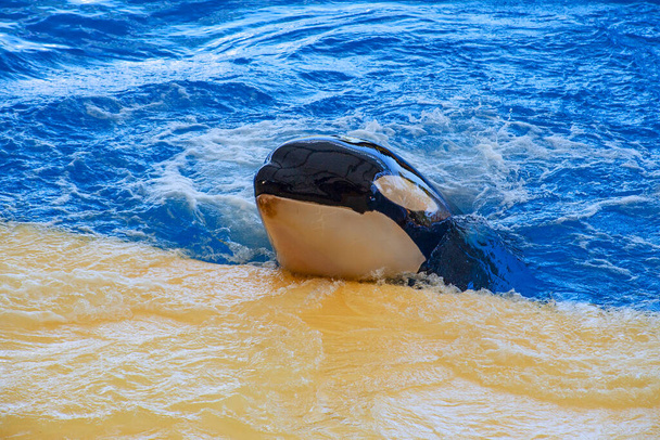 Killer whale or orca (Orcinus orca) , Tenerife - Photo, Image