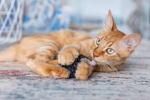 Ginger kitten is played with a toy on the carpet at home. - Foto, afbeelding