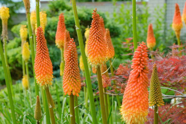 Gentle bright Kniphofia flowering plants with red petals and green stem and leaves growing in garden on sunny day - Photo, Image