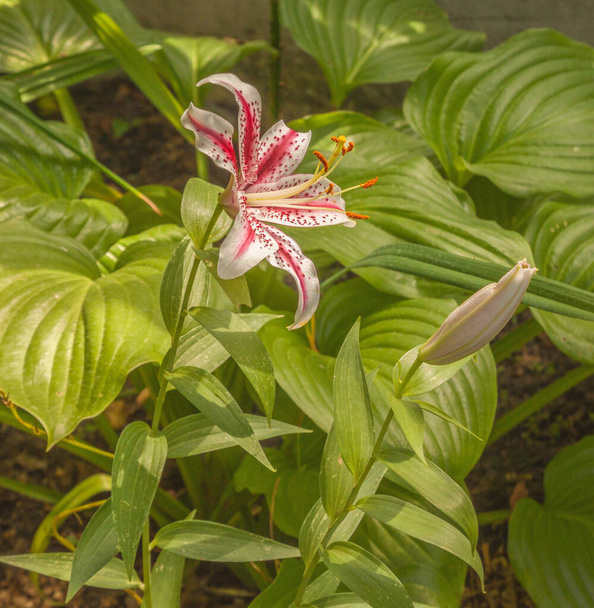 Oriental Lilium 'Dizzy' blooming against hosta leaves in the garden - Photo, image
