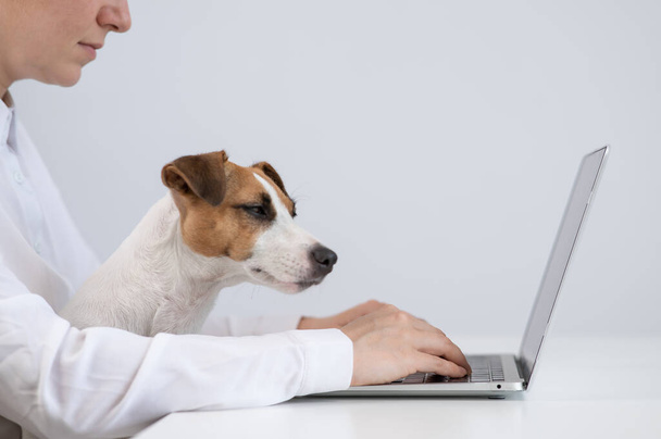 Caucasian woman working at laptop with dog jack russell terrier on her knees - Фото, зображення