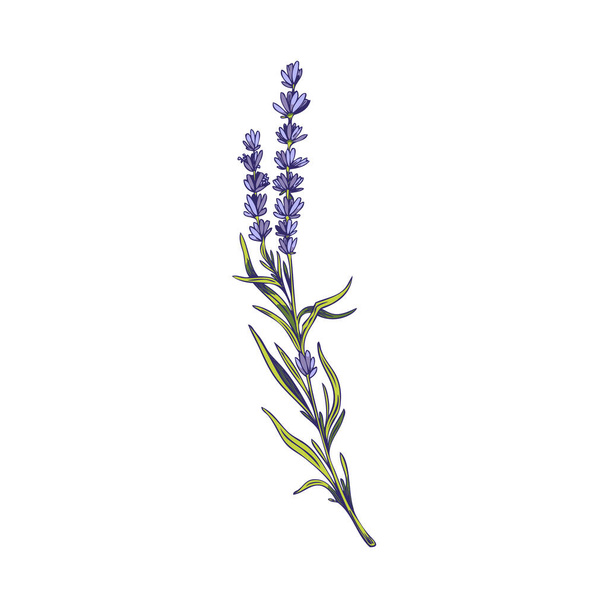 Lavender flower detailed branch in hand drawn sketch style vector illustration isolated on white background. Design element of lavender for aromatherapy or wedding cards. - Vetor, Imagem