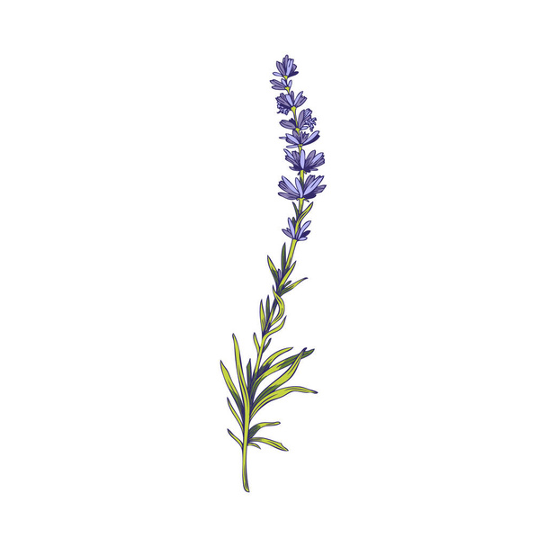 Beauty lavender plant with green leaves and purple flowers, sketch vector illustration isolated on white background. Hand drawn botanical element with concept of aromatherapy and herbology. - Vector, imagen