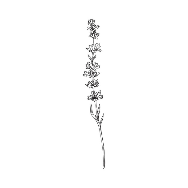Lavender plant with flowers for cosmetics and essential oil packaging. Lavender blooming herb hand drawn sketch vector illustration isolated on white background. - Вектор,изображение