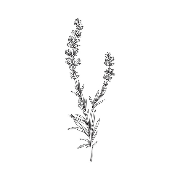 Provence Lavender herbal plant, hand drawn vector illustration isolated on white background. Lavender flowers botanical hand drawing for cosmetic and business cards. - Вектор, зображення
