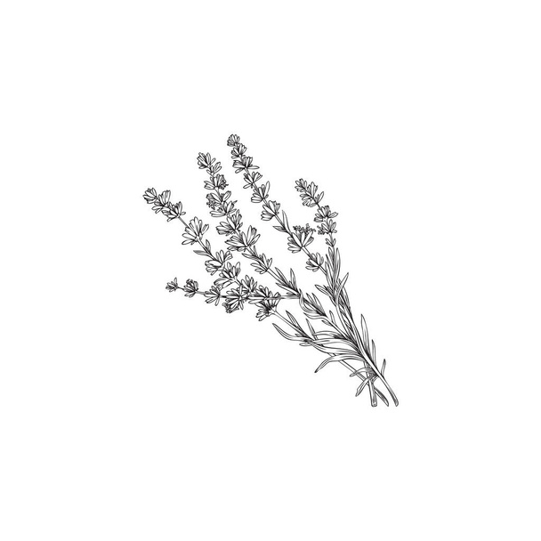 Provence Lavender botanical hand drawn plant with flowers for invitation and save the date cards, engraving vector illustration isolated on white background. - Wektor, obraz