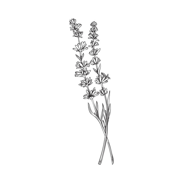 Lavender logo element and decorative single branch, hand drawn vector illustration isolated on white background. Aromatic decorative Lavender herb or plant. - ベクター画像