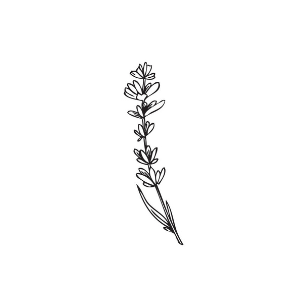 Hand drawn lavender herb with leaves and flowers, outline sketch vector illustration isolated on white background. Botanical doodle element for cosmetics or essential oils design. - ベクター画像