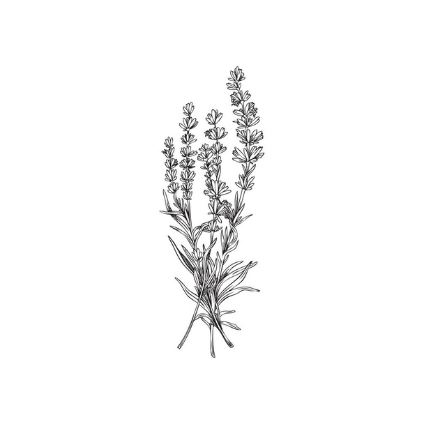 Lavender bunch with monochrome outlines, sketch vector illustration isolated on white background. Hand drawn doodle of botanical element. Elegant bouquet of provence flowers. - Vektör, Görsel