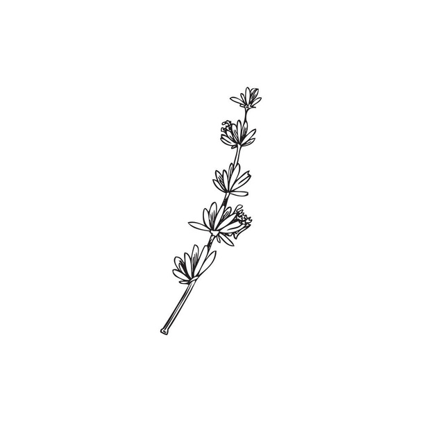 Lavender flowers hand drawn outline plant element for invitation and date cards, engraving vector illustration isolated on white background. Rustic Lavender greenery. - Vettoriali, immagini