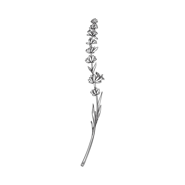 Outline lavender plant branch in hand drawn sketch style, vector illustration isolated on white background. Floral doodle for elegant wedding, parfume or natural skin care design. - Vektori, kuva