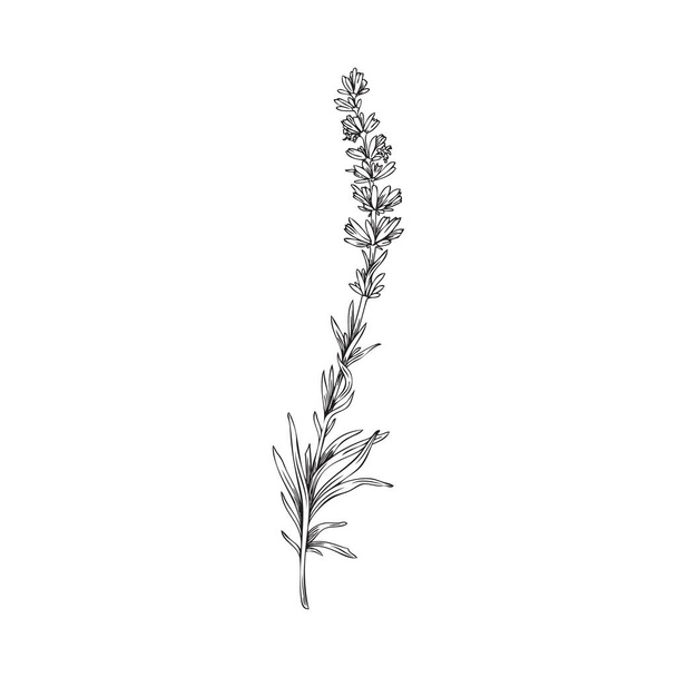 Lavender flowers elegant branch or twig in black thin line, hand drawn vector illustration isolated on white background. Botanical lavender design element. - Vettoriali, immagini