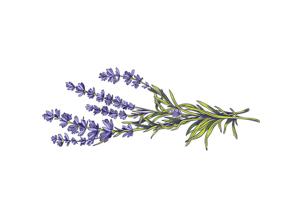 Flower bouquet of fresh provence lavender, colored hand drawn vector illustration isolated on white background. Aromatic lavender branches with bluish-purple flowers. - Wektor, obraz