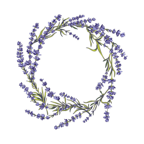 Flower wreath of fresh provence lavender, colored hand drawn vector illustration isolated on white background. Lavender botanical wreath or circle frame design element. - Vektori, kuva