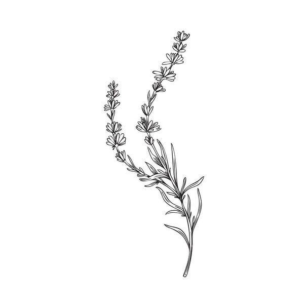 Lavender plant with flowers and leaves sketch hand drawn vector illustration isolated on white background. Lavender flowers black outline monochrome image. - ベクター画像