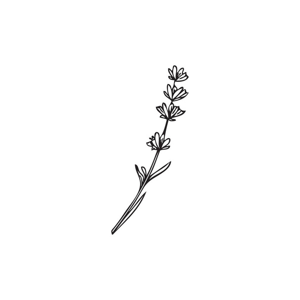Lavender branch outline hand drawn vector illustration isolated on white background. Lavender flower plant for cosmetic and essential oil logo or emblem design. - Vektör, Görsel