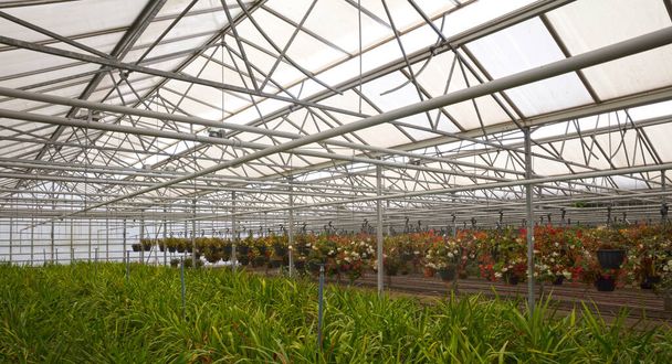 Bromeliad flower and Orchid nursery farm ornamental and flower green plant growing and hanging in the garden greenhouse under roof, selective focussed, the Netherlands - 写真・画像