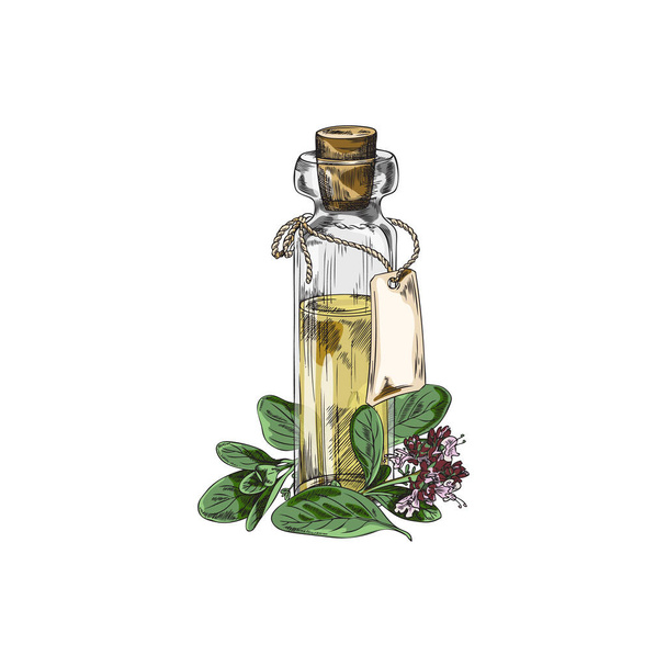 Marjoram or oregano essential oil bottle surrounded with fresh blooming plant twigs, color hand drawn sketch style vector illustration isolated on white background. - Вектор,изображение