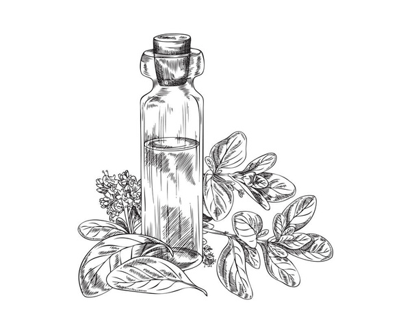 Marjoram or oregano essential aroma oil bottle with plant twigs, monochrome hand drawn engraving style vector illustration isolated on white background. - Вектор,изображение