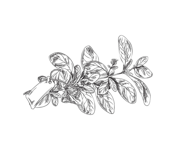 Marjoram plant twig with paper badge, vintage engraving vector illustration isolated on white background. Hand drawn marjoram aromatic cosmetics herb or culinary spice. - Вектор, зображення
