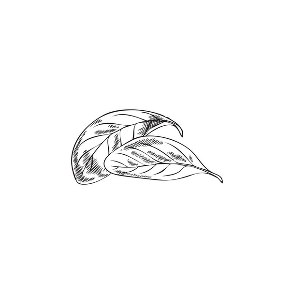 Marjoram fresh leaves monochrome engraving or sketchy style hand drawn vector illustration isolated on white background. Marjoram or oregano plant leaves. - ベクター画像