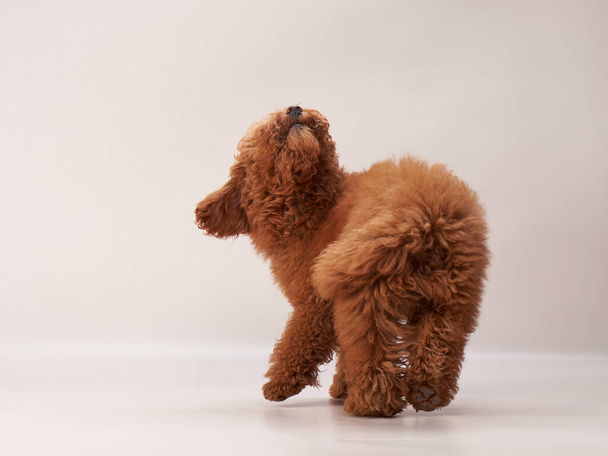 red maltipoo on a beige background. curly dog in photo studio. Maltese, poodle - 写真・画像