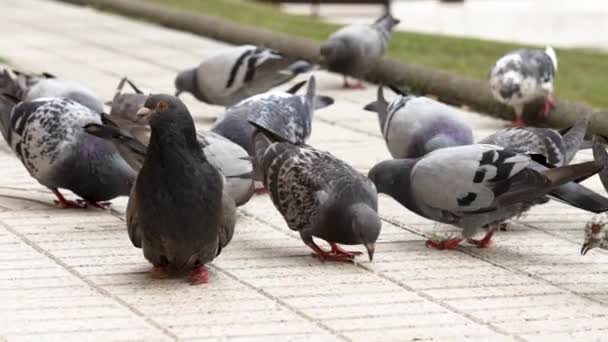 Gray disabled lame common pigeon in a crowd of eating birds on the street close-up - Video, Çekim