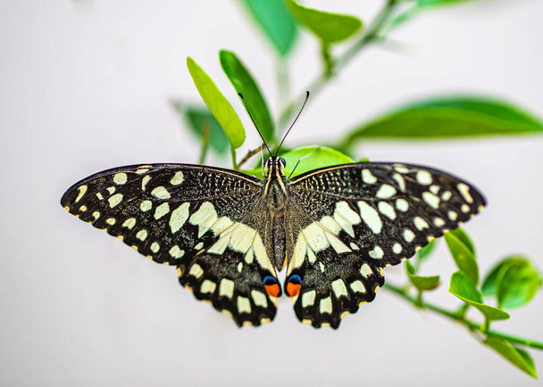 Lime Butterfly with open feathers on a lime tree - Foto, Imagen