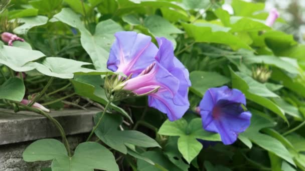 Purple morning glory flower. Blue Ipomoea purpurea in garden greenery close up - Кадри, відео