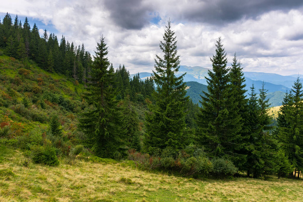 trees on the grassy meadow. beautiful nature scene on a cloudy afternoon. scenic mountain landscape in summer. view in to the distant open vista with high peak. green natural park environment - Foto, imagen
