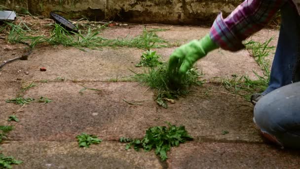 Woman removes dandelion weeds from path in garden slow motion 4k selective focus - Footage, Video
