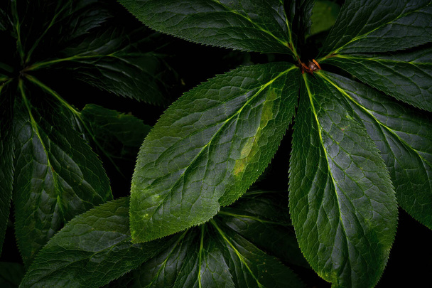 Fondo de patrón de hojas verdes, Fondo natural y fondo de pantalla - Foto, Imagen