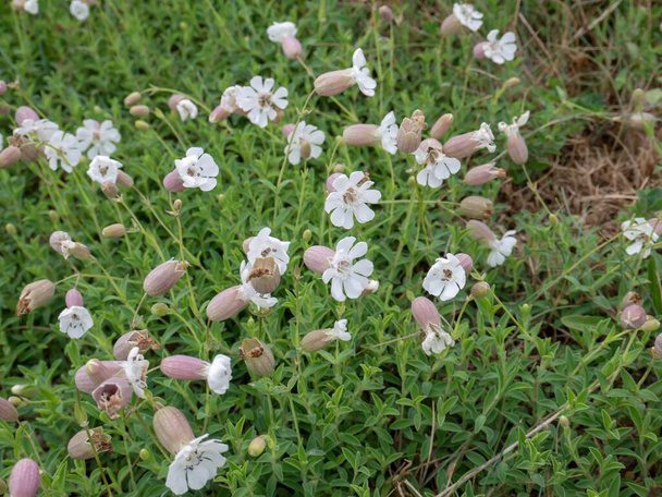 Silene uniflora or sea campion flowering plant with groundcover leaves and white flowers - 写真・画像