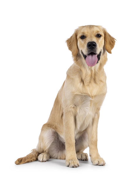 Friendly 6 months old Golden Retriever dog youngster, sitting up side ways. Looking towards camera with tongue out. Isolated on a white background. - 写真・画像