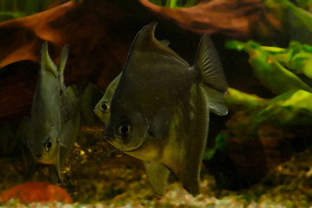 Angelfish are a genus of fish in the cichlid family - Photo, Image