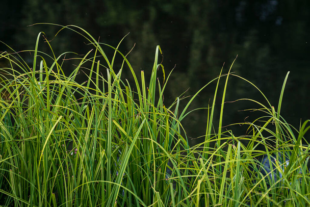 carex elata, Graheme (син. "Ленты.ру"), Туссок сеет траву в районе Молдовы на Днестре, Alliums Typha. (Butomus umbellatus)) - Фото, изображение