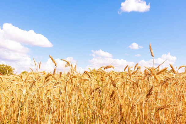 Gold wheat field and blue sky. Crops field. Selective focus. - 写真・画像