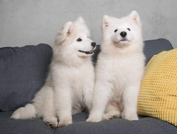 Dwa śmieszne białe puszyste psy szczenięta siedzą w szarej kanapie z żółtymi poduszkami. - Zdjęcie, obraz
