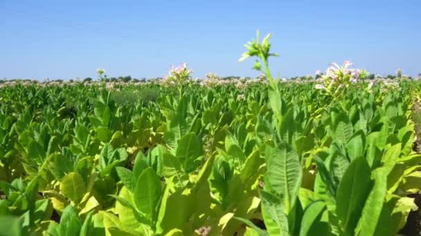 Plantation de champs de tabac sous le ciel bleu
. - Séquence, vidéo