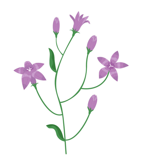 Campanula in cartoon style. Beautiful wildflower. - Vector, Imagen