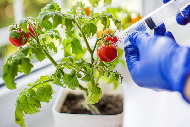 a gardener processes tomatoes with a syringe. the concept of genetically modified products - Foto, imagen