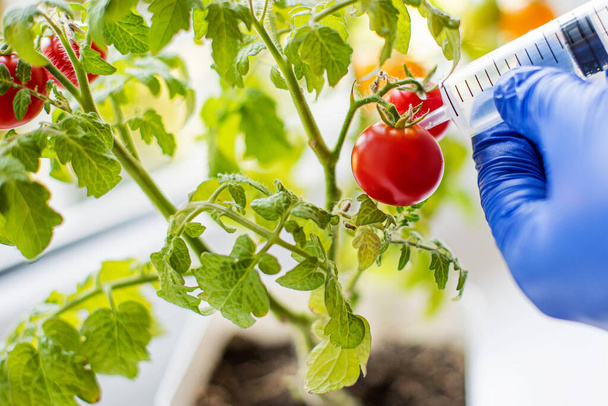 Ένας κηπουρός επεξεργάζεται μικροσκοπικές ντομάτες με σύριγγα. την έννοια των γενετικώς τροποποιημένων προϊόντων - Φωτογραφία, εικόνα