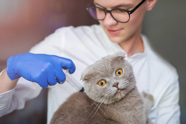 a young veterinarian in blue gloves gives an injection to a purebred cat. photo of a scared cat - Foto, imagen