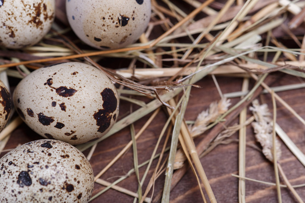 quail eggs - Fotoğraf, Görsel