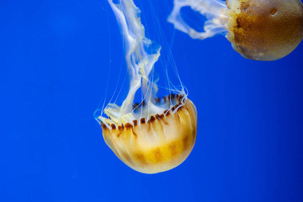 Jelly fish swim in water tank over the blue background - Fotografie, Obrázek