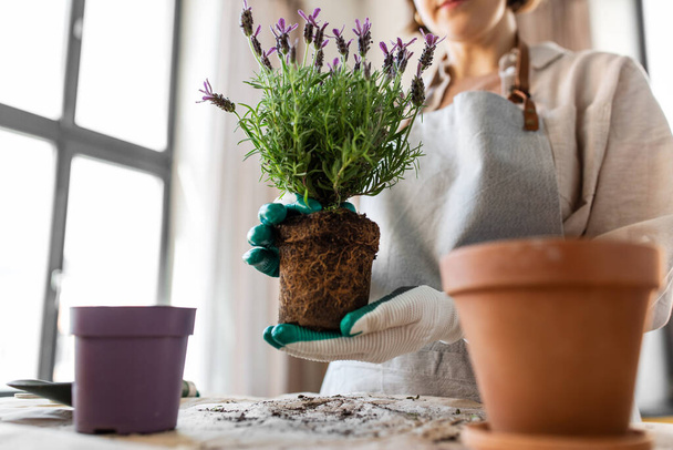 people, gardening and housework concept - close up of woman in gloves planting pot flowers at home - Foto, Bild
